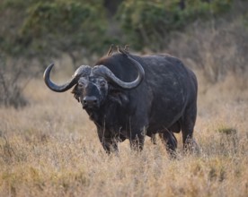 African buffalo (Syncerus caffer caffer) with red-billed oxpecker (Buphagus erythrorynchus), adult