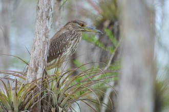 Night heron (Nycticorax nycticorax), young bird on Bromelia, spring, Everglades National Park,