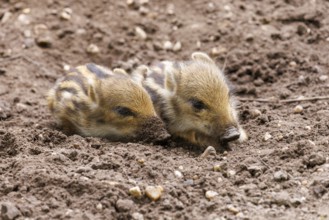 Young wild boars (Sus scrofa), Germany, Europe