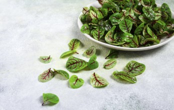 Sorrel bloody Mary, fresh baby sorrel leaves, with red veins, micro-greens, on a plate