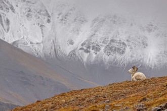 Dall sheep, Alaska snow sheep, Ovis dalli, lying in front of snow-covered mountains, Brooks Range,