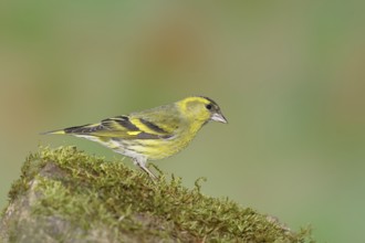 Eurasian siskin (Carduelis spinus), male sitting on a moss-covered stone, Wilnsdorf, North