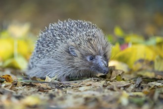 European hedgehog (Erinaceus europaeus) adult animal on an urban garden grass lawn with fallen