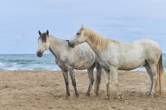 Two white Camargue horses standing on a sandy beach with a background of sea and sky, Camargue,