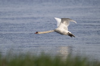 Flying Mute Swan (Cygnus olor), Bagges Dæmning, Ringkøbing Fjord, Denmark, Europe