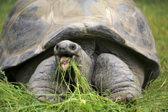 Aldabra giant tortoise, Seychelles giant tortoise (Aldabrachelys gigantea), adult, feeding,