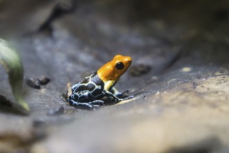 Poison dart frog (Ranitomeya fantastica), captive, Germany, Europe
