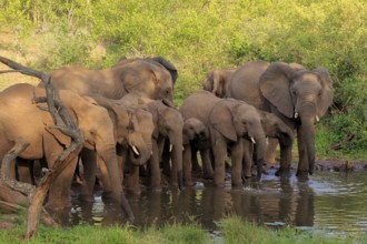 African elephant (Loxodonta africana), adult, juvenile, group, herd, at the water, drinking, Kruger