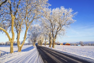 Tree lined country road in a rural winter landscape view with frost and snow a sunny winter day,