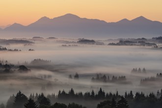 Morning fog over trees, mountains, near Bad Kohlgrub, Bavarian Alps behind, Bavaria, Germany,