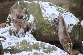 Alpine ibex (Capra ibex) youngsters in winter, snow, Bavaria, Germany, Europe