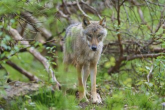 A gray wolf (Canis Lupus), standing in a forest surrounded by green vegetation, Germany, Europe