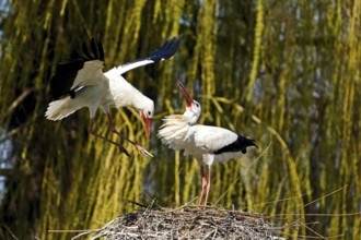 Two storks in a nest on a tree, one in flight, in a spring-like natural environment, white stork