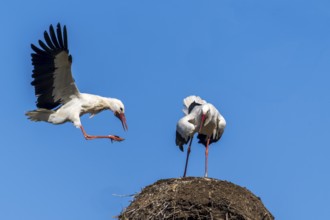 A stork lands on a nest while another looks on, white stork (Ciconia ciconia), wildlife, Germany,