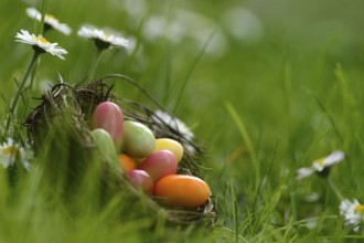 Sugar eggs in an Easter nest in the meadow with daisies