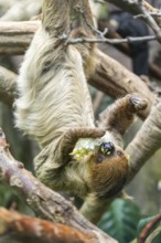 Hoffmann's two-toed sloth (Choloepus hoffmanni) hanging on a tree, captive, Germany, Europe