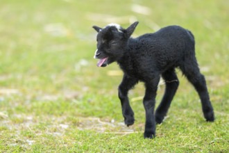 Domestic sheep (Ovis orientalis aries), lamb, with black fur standing on a meadow, Bavaria,