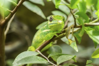 Mediterranean chameleon (Chamaeleo chamaeleon) in a tree, captive, Germany, Europe