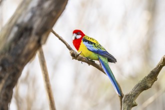 Eastern rosella (Platycercus eximius) sitting on a branch, Bavaria, Germany, Europe