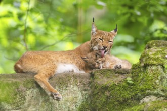 Eurasian lynx (Lynx lynx) mother with her youngsters (cubs) in a forest, Bavaria, Germany, Europe