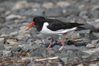 Oystercatcher (Haematopus ostralegus) calling on the riverbank, Lapland, Norway, Scandinavia,
