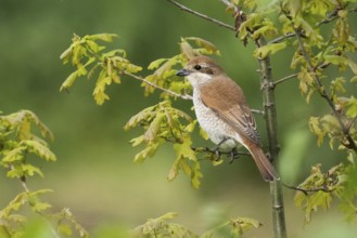 A Red-backed shrike (Lanius collurio), female animal, sitting on the twig of a young Oak tree with