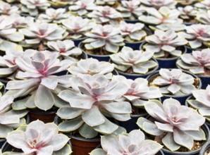 Beautiful succulent plant in greenhouse. Closeup, floral patterns, selective focus