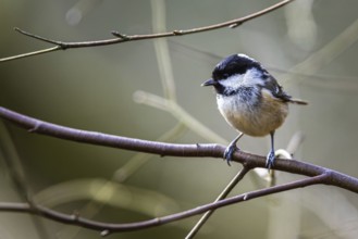 Marsh Tit, Poecile palustris, bird in forest at winter sun
