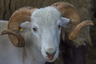Portrait of a horned, white Moorschnucke (Ovis aries), shorn, Mecklenburg-Vorpommern, Germany,