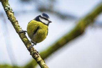 Blue Tit, Cyanistes Caeruleus, bird in forest at winter time