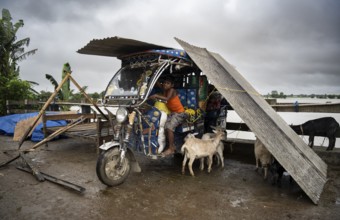 Morigaon, India. 2 July 2024. people takes shelter in a batter rickshaw in a flood affected village