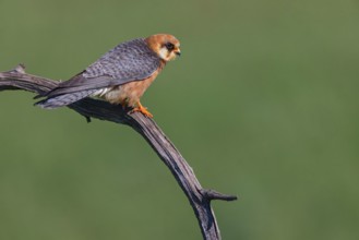 Red-footed Falcon, (Falco vespertinu), perching station, falcon family, Tower Hide, Tiszaalpár,