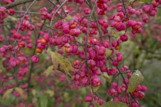 Blossoms of the common spindle bush (Euonymus europaeu) s, Bavaria, Germany, Europe