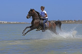 Riding holiday, Djerba, Tunisia, swimming with horses, riding, sea, Africa