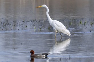 Great white egret, great egret (Ardea alba) non-breeding adult foraging in shallow water of pond in