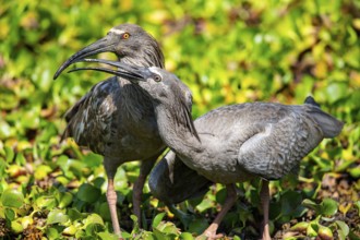 Plumbeous ibis (Harpiprion caerulescens) Pantanal Brazil