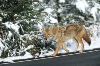 Coyote. Canis latrans. Coyote walking along a road in winter. Rocky Mountains national park.