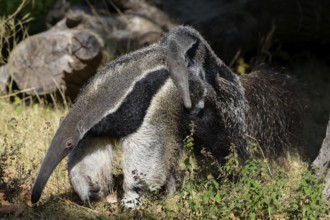 Giant Anteater (Myrmecophaga tridactyla), with young, captive, Germany, Europe