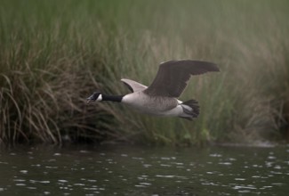 Canada goose (Branta canadensis) flying over water at the edge of a reed, Lower Rhine, North