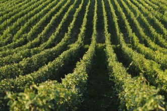 Landscape of a vineyard in the evening light, Germany, Europe
