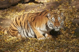 Close-up of a Siberian tiger (Panthera tigris altaica) cub, captive