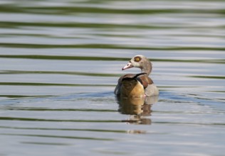 Egyptian goose (Alopochen aegyptiaca) swimming on a pond, Thuringia, Germany, Europe