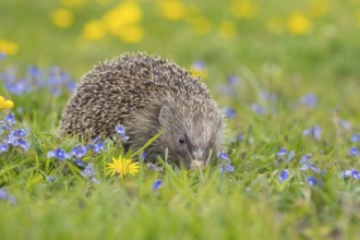 European hedgehog (Erinaceus europaeus) adult animal in a spring meadow with flowering Buttercup