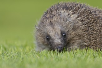 European hedgehog (Erinaceus europaeus) adult animal on an urban garden grass lawn, England, United