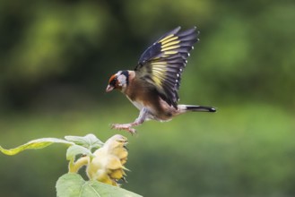 Goldfinch (Carduelis carduelis) approaching a yellow flower, sunflower, with outspread wings,