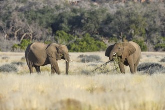 Desert elephants (Loxodonta africana) in the Ugab dry river, Damaraland, Kunene region, Namibia,