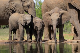 African elephant (Loxodonta africana), three young animals, at the water, drinking, group, Kruger