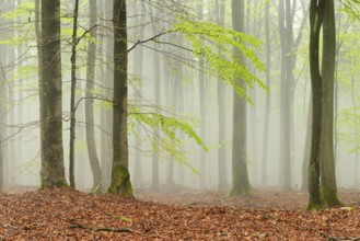 Untouched beech forest with fog in early spring, first tender green leaves, Kellerwald-Edersee