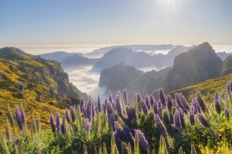 View from Pico do Arieiro of mountains over clouds with Pride of Madeira flowers and blooming