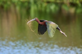 Glossy ibis, (Plegadis falcinellus), in flight over water, carrying branches in its beak, likely
